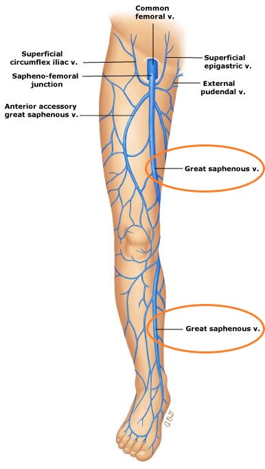 Great Saphenous Vein