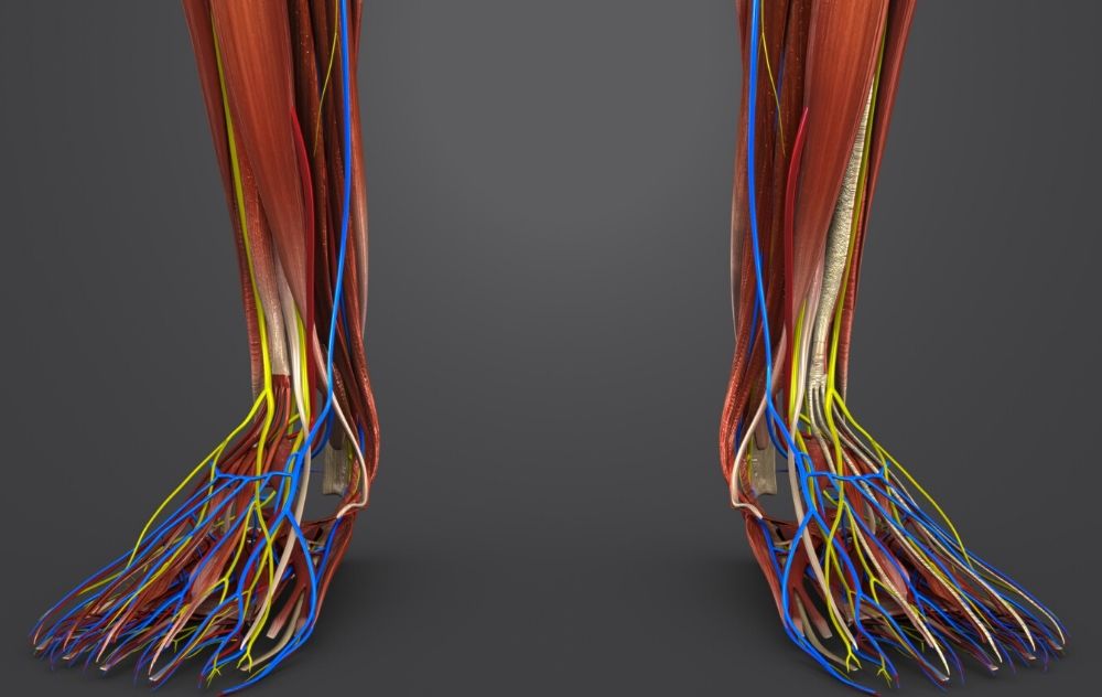 Blood Vessels in human body