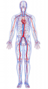 Overview of Blood Vessels in the Human Body
