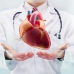 Doctor showing off heart
