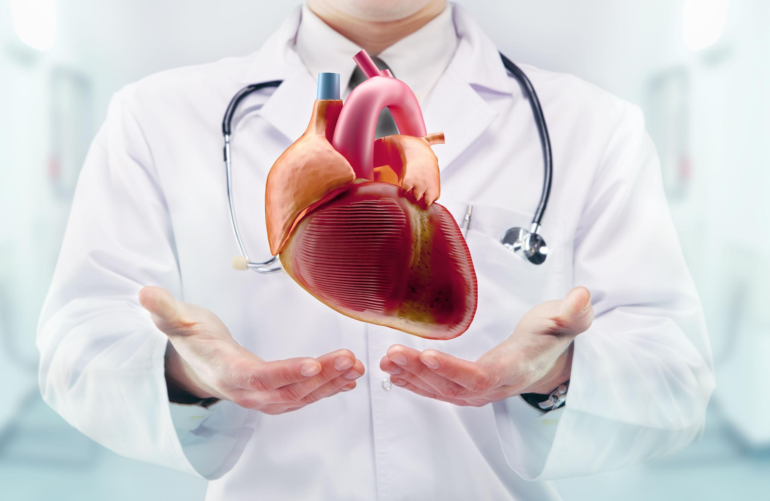 Doctor showing off heart