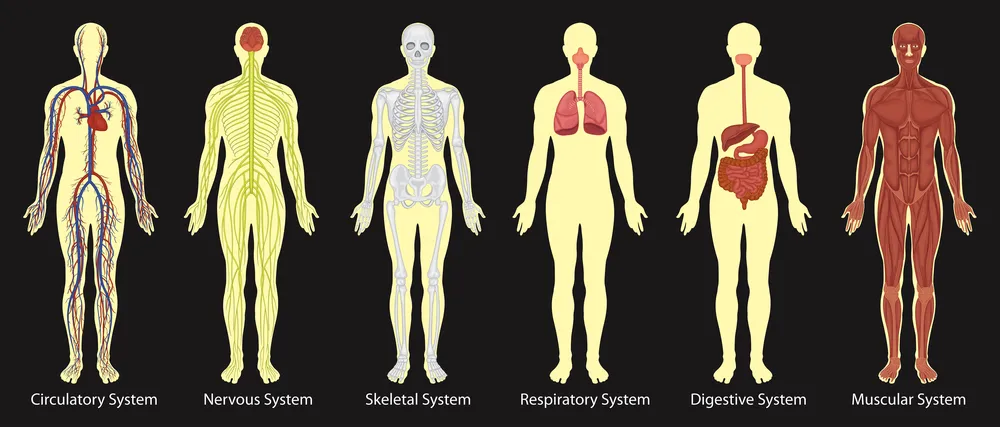 Diagram of systems in human body