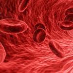 Blood Vessels