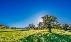 tree in a field