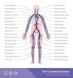 types of blood vessels